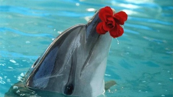 Котик играет с дельфином ♥♥