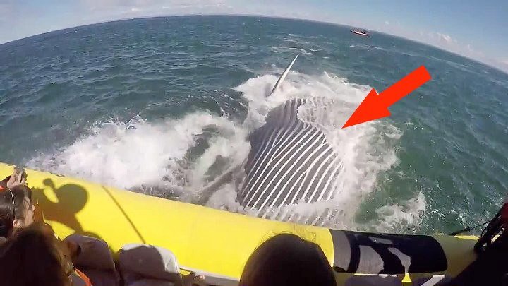 Огромный кит проплыл прямо под лодкой с туристами