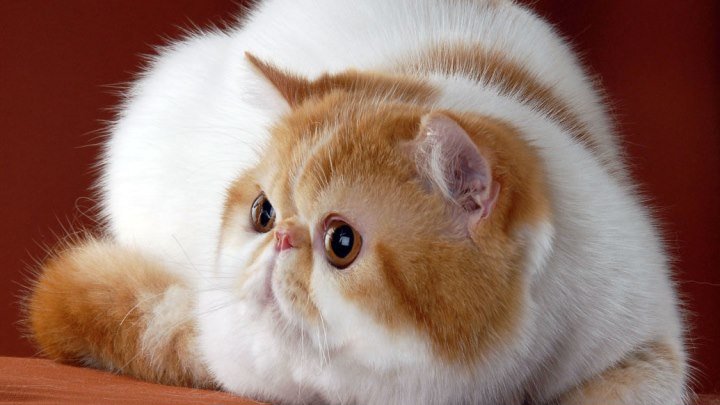 Экзотическая короткошерстная кошка.Милейшее создание