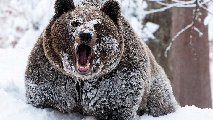 Земля медведей HD(Документальный, природа, животные)2014