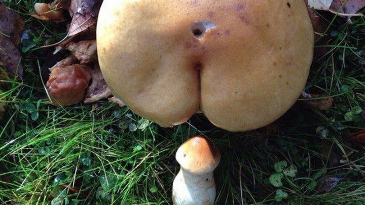 Как грузины грибы проверяли.wmv