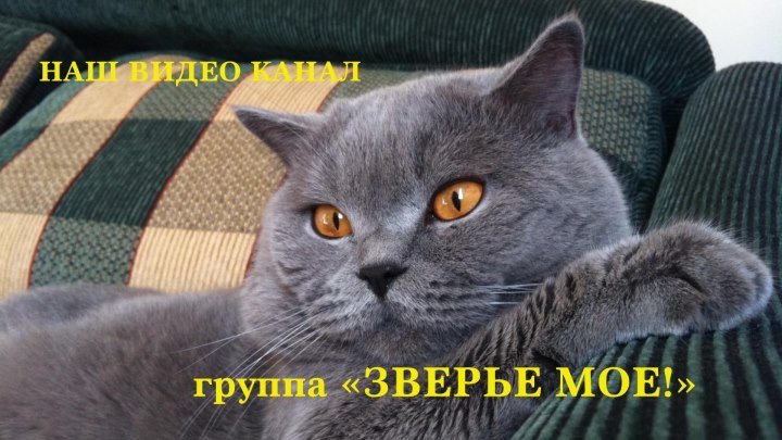 Милые еноты и кошки))
