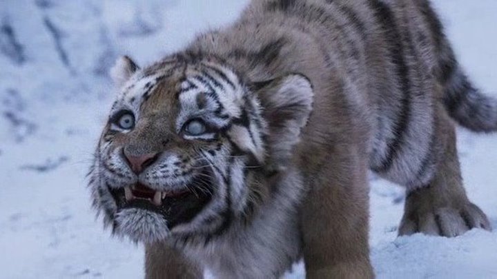 Великий тигр _ Daeho _ The Tiger (2015) - HDRip