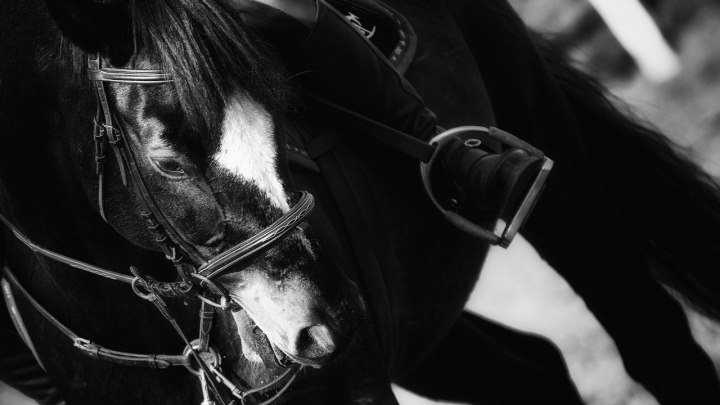Что такое конный спорт?