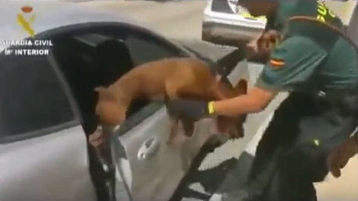 В Испании полицейские освободили собаку из машины в 35 градусную жару.