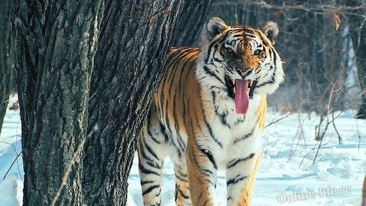 Россия - царство тигров, медведей и вулканов 2011 документальный