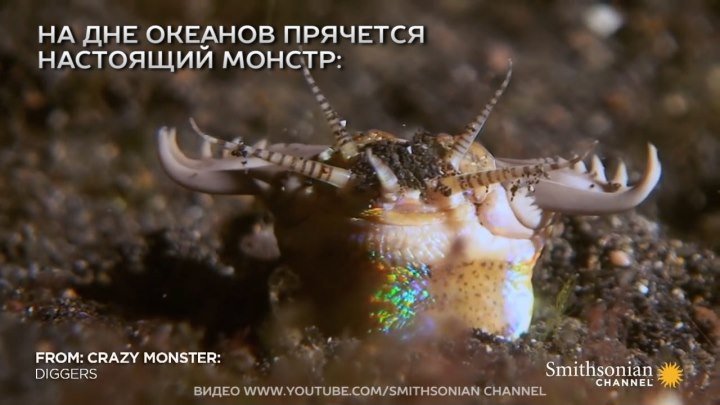 Трехметровый монстр - червь-убийца прячется на дне океана