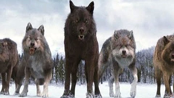 "Я вас жду - волки!" смотреть фильм триллер онлайн кинотеатр Красноярск http://www.krasnoyarsk124.ru/video