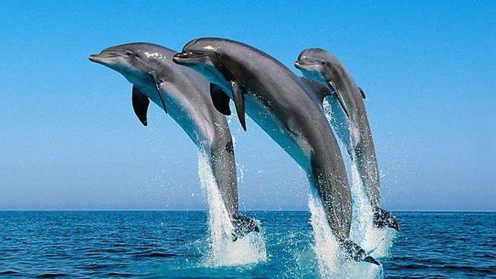 Дельфины в Черном Море. СОЧИ. Весна 2017