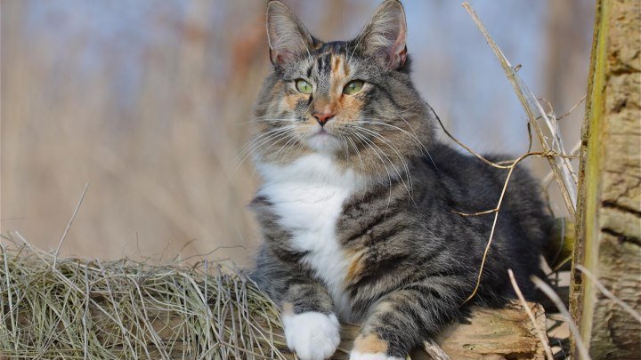 Норвежская лесная кошка.Необычайно красивая кошка.Встречается очень часто трехцветная