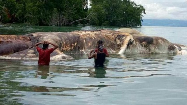 Загадочное морское существо, размером с грузовой контейнер, выбросило на берег уединенного пляжа в Индонезии, напугав местных жителей.