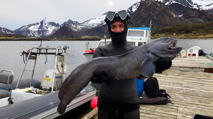 Без Денег в Норвегии. Подводная Охота на Лофотенских Островах