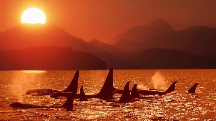 День китов и дельфинов