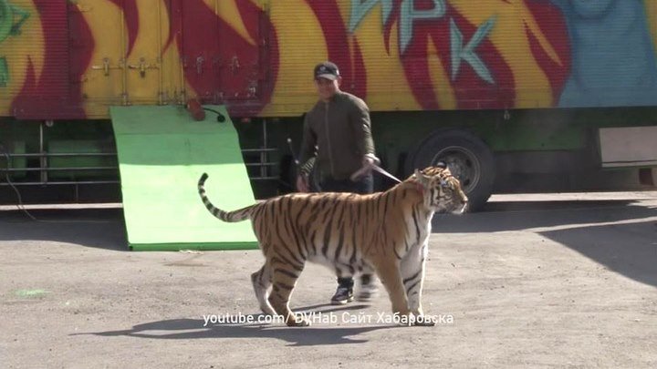 По улице водили тигра: сотрудника цирка оштрафовали за самоуправство.