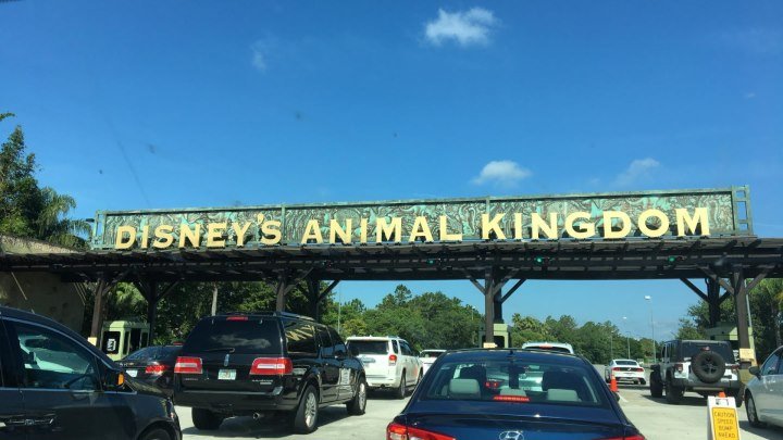 Disney, Animal Kingdom!