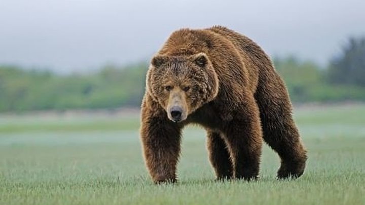Медведь в садах Волчанска. Сюжет ОТВ