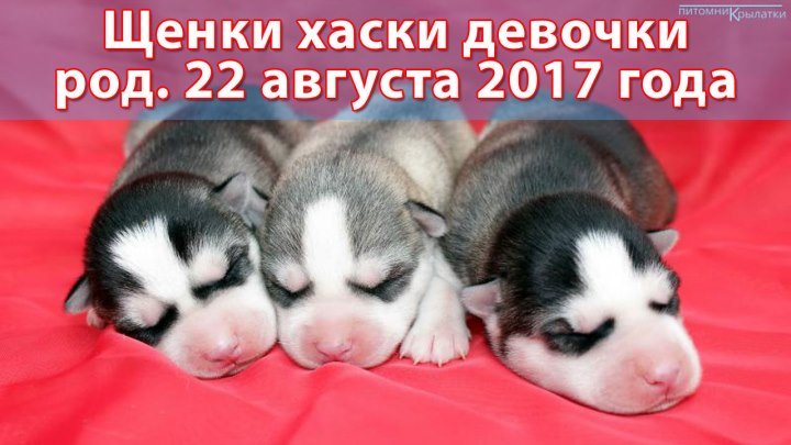 Щенки сибирской хаски девочки родились 22 августа 2017 года