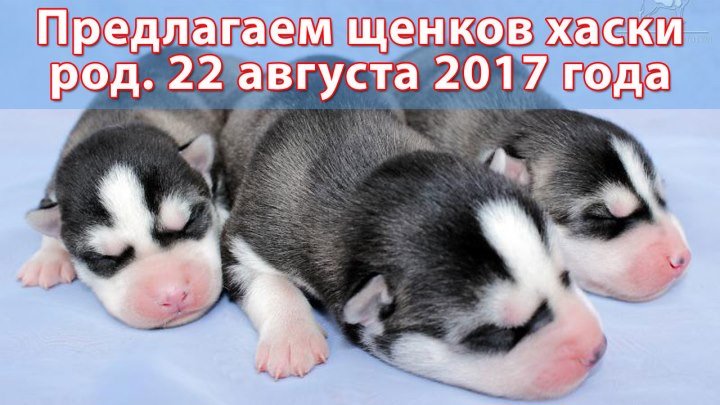 Предлагаем мальчиков щенков хаски, родилась 22 августа 2017 года