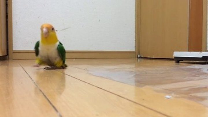 Шлёпающий попугай