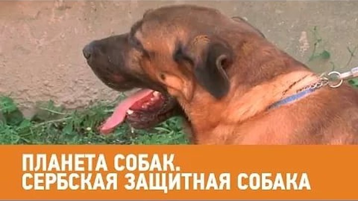 Сербская защитная собака. Планета собак 🌏 Моя Планета