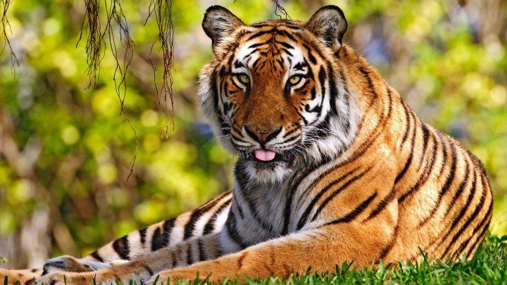 Самый знаменитый в мире тигр (2017).документальный