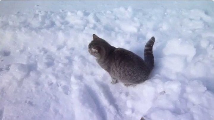 Смешная реакция кота на первый снег!