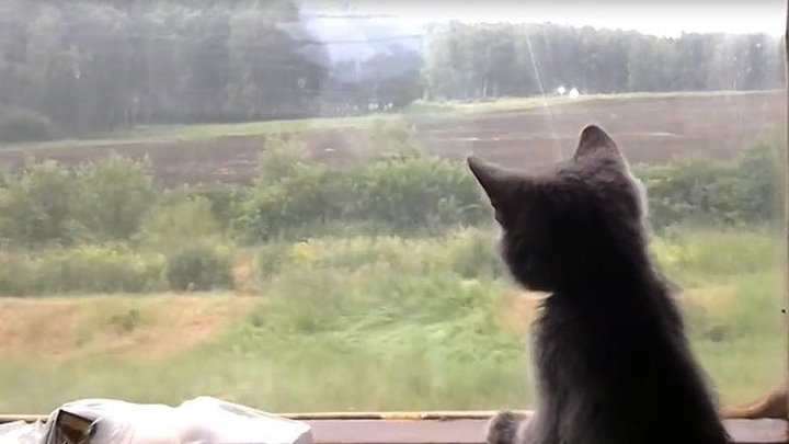 Котенок едет в поезде