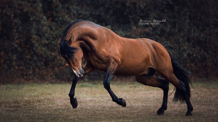 - Конный спорт - Мечта твоя T-killah - Equestrian sport -