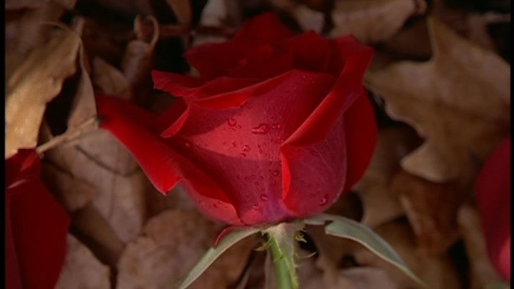 Особняк «Красная роза» 2002 Мини-сериал