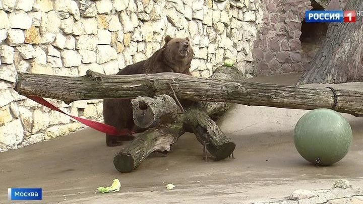 Квест для животных: обитателей Московского зоопарка обучают добывать себе пищу.