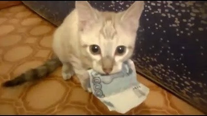 Кот не отдает 1000 рублей