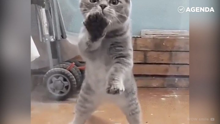 Какие котейки — такие и танцы