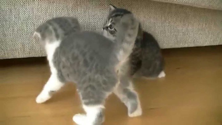 Озорные котята учатся ходить