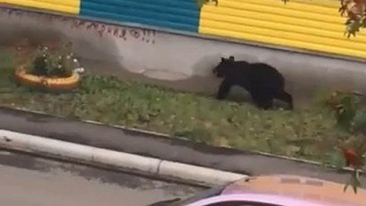 Медведь гуляет по Макарову. Сахалин