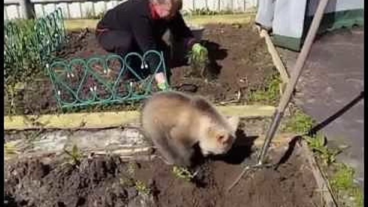 Медведь помогает сажать картошку, это Россия!