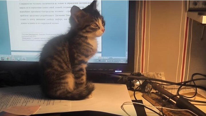 Подобрал котенка на помойке - теперь я тоже могу выкладывать видео про котиков