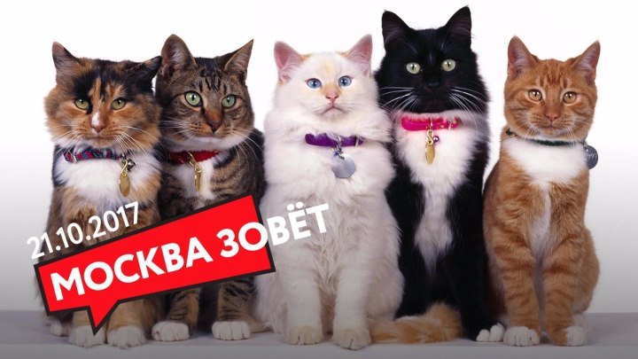 21.10 | МОСКВА ЗОВЁТ на выставку кошек!