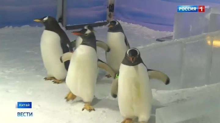 Какие кадры! В китайском Харбине открылся ледовый городок, жителями которого стали пингвины!