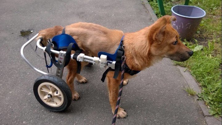 Пёс Лёва, с инвалидной коляской, принял участие в ток-шоу