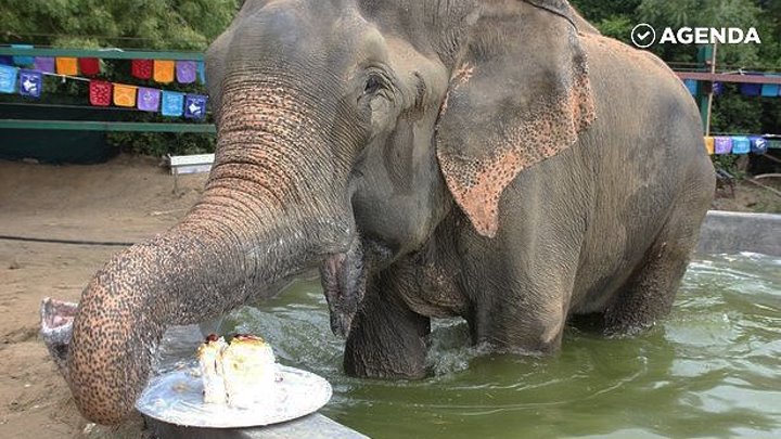 Слон впервые за 50 лет пробует торт