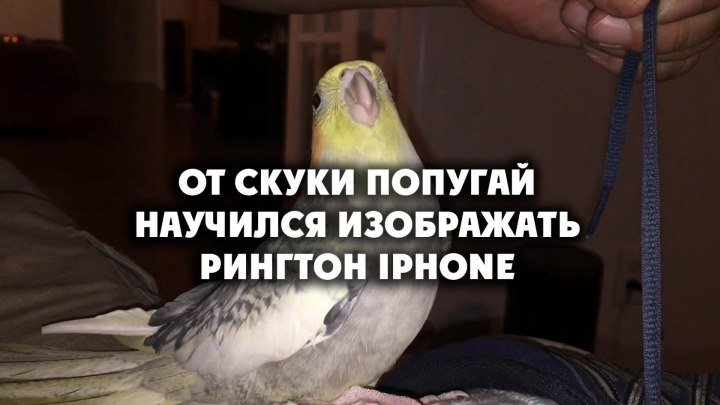 От скуки попугай научился изображать рингтон iPhone