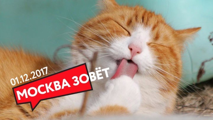 01.12 | МОСКВА ЗОВЁТ на выставку кошек!