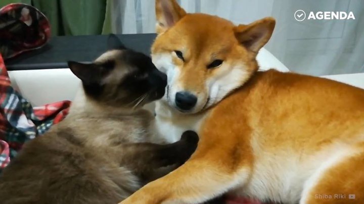 Кошки и собаки - друзья или враги?