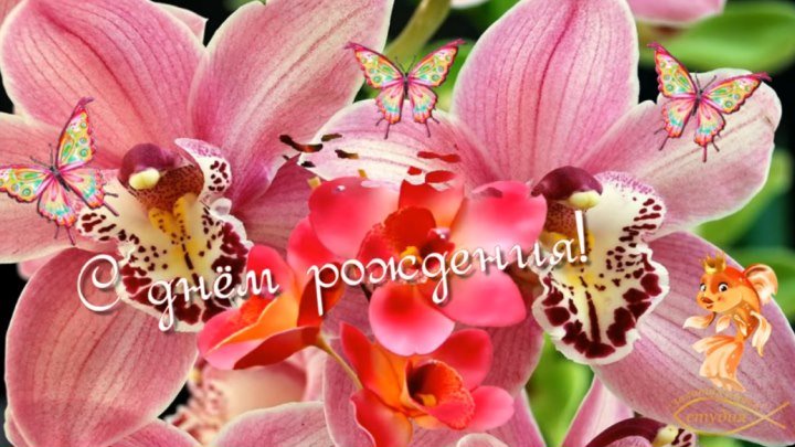 Самое красивое поздравление из орхидей! Автор Ольга Морозова