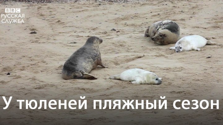 У тюленей в разгаре пляжный сезон