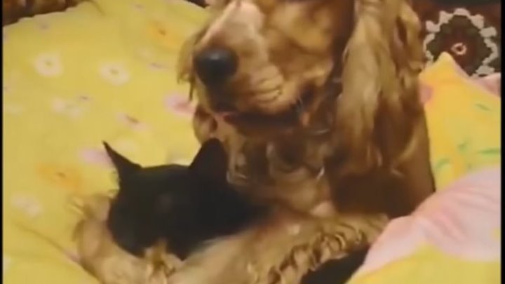 Пес и кот очень любят друг друга. Собака обнимает кота
