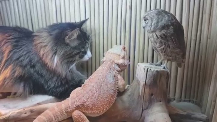 Сова, ящерица и кот соображают на троих чудо-порошок, закусывая тараканами
