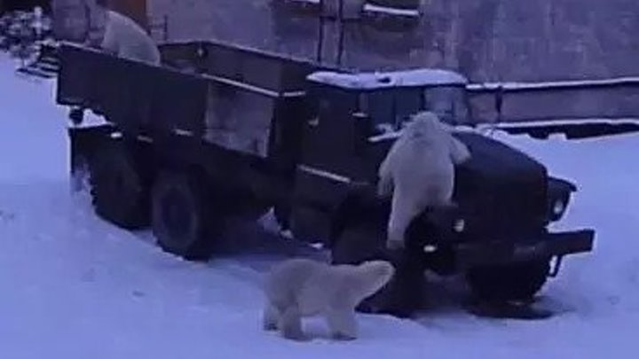 Три белых медведя залезли в кузов Урала