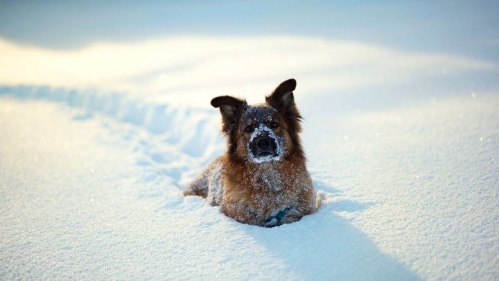 Самые счастливые! Собаки радуются первому снегу как дети!