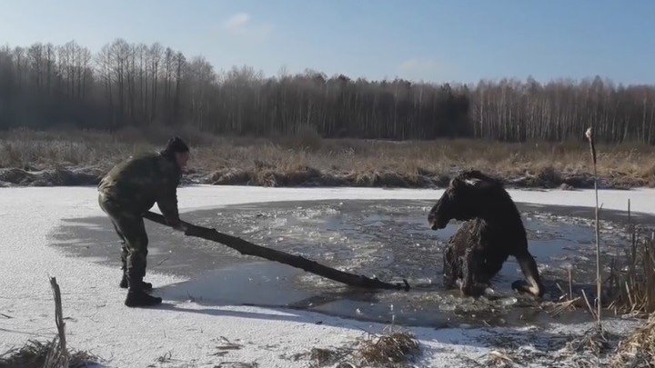 Белорусские милиционеры сняли на видео спасение лося, провалившегося под лед